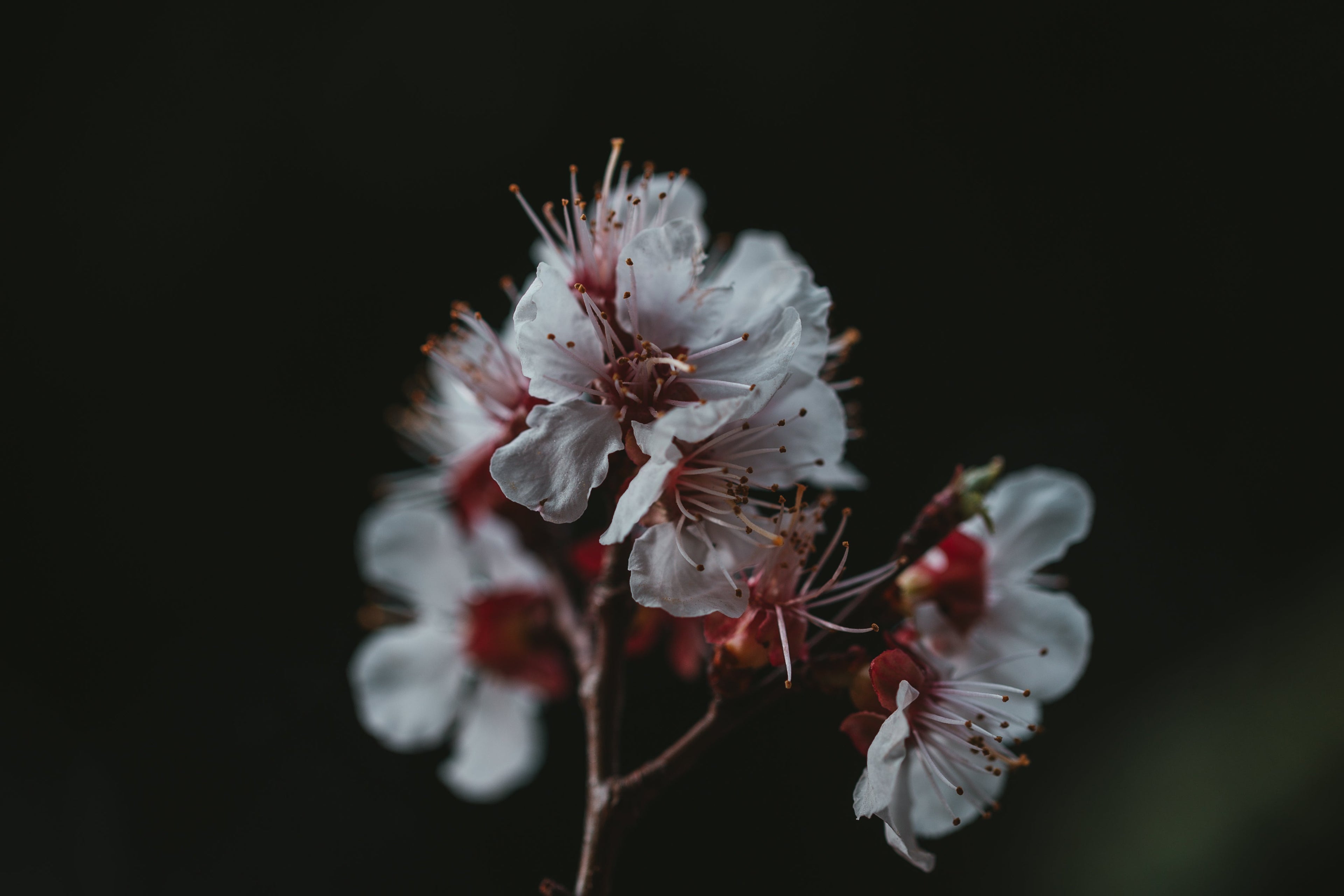 ESSENCE